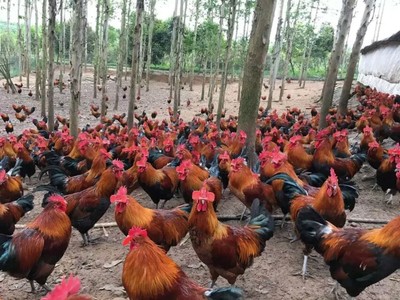 贵州遵义何女士养殖香鸡3号土鸡8000羽