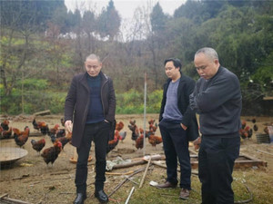 内江杨书记一行三人来公司考察土鸡养殖项目 ​