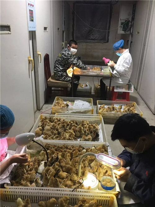 鸡苗点的是什么疫苗马立克病疫苗 雏鸡马立克疫苗注射采用什么规格针头